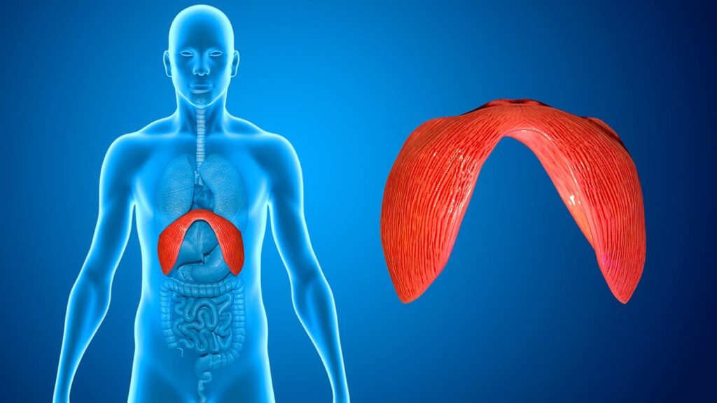 Zwerchfell – Alles über das Zwerchfell, seine Funktion, Anatomie und Gesundheit zwerchfell